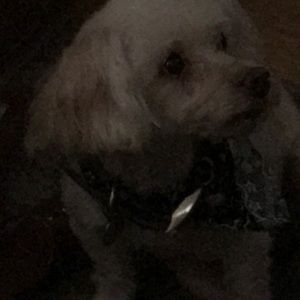 Meet your Posher, Lupe